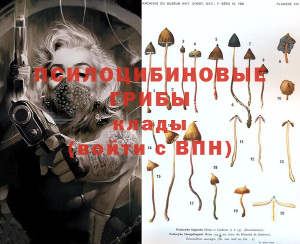 PSILOCYBIN Аркадак